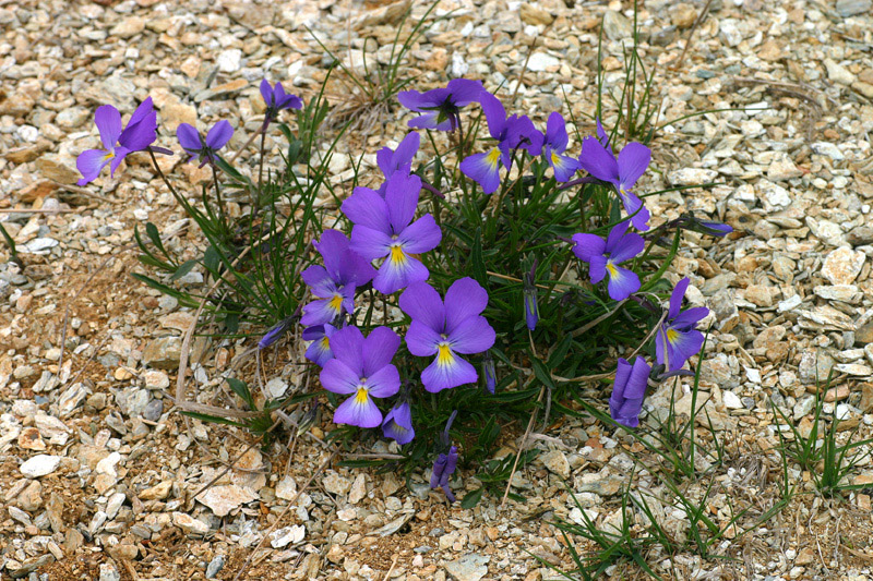 Viola bertolonii Pio (endemismo ligure) / Viola di Bertoloni
